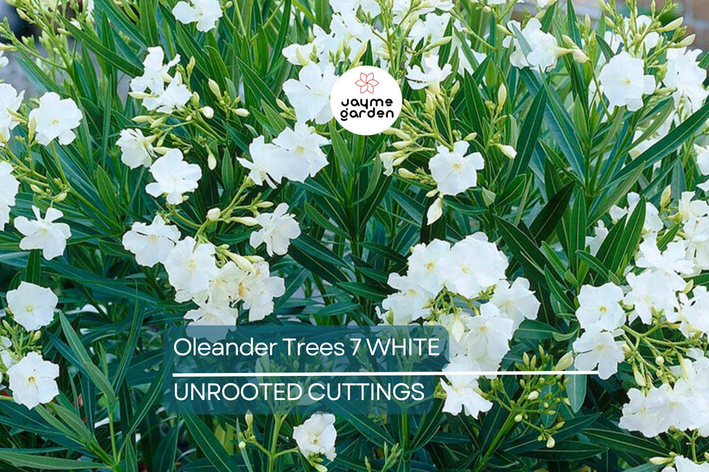 Oleander White Live Cuttings, 7 Unrooted 6” Plants, Fast-Growing Evergreen Shrub, Elegant White Flowers, USDA Zones 8-10