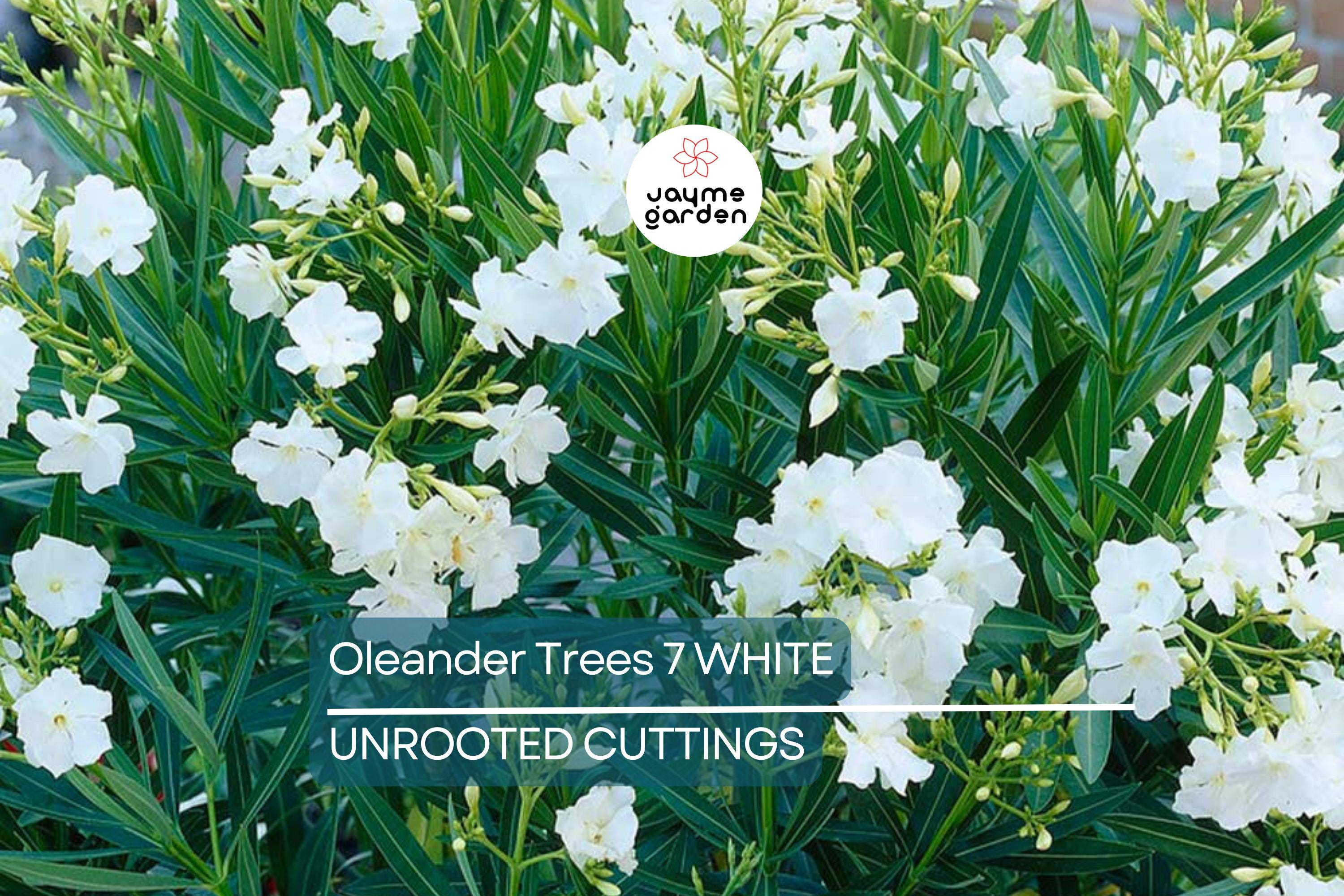 Oleander White Live Cuttings, 7 Unrooted 6” Plants, Fast-Growing Evergreen Shrub, Elegant White Flowers, USDA Zones 8-10
