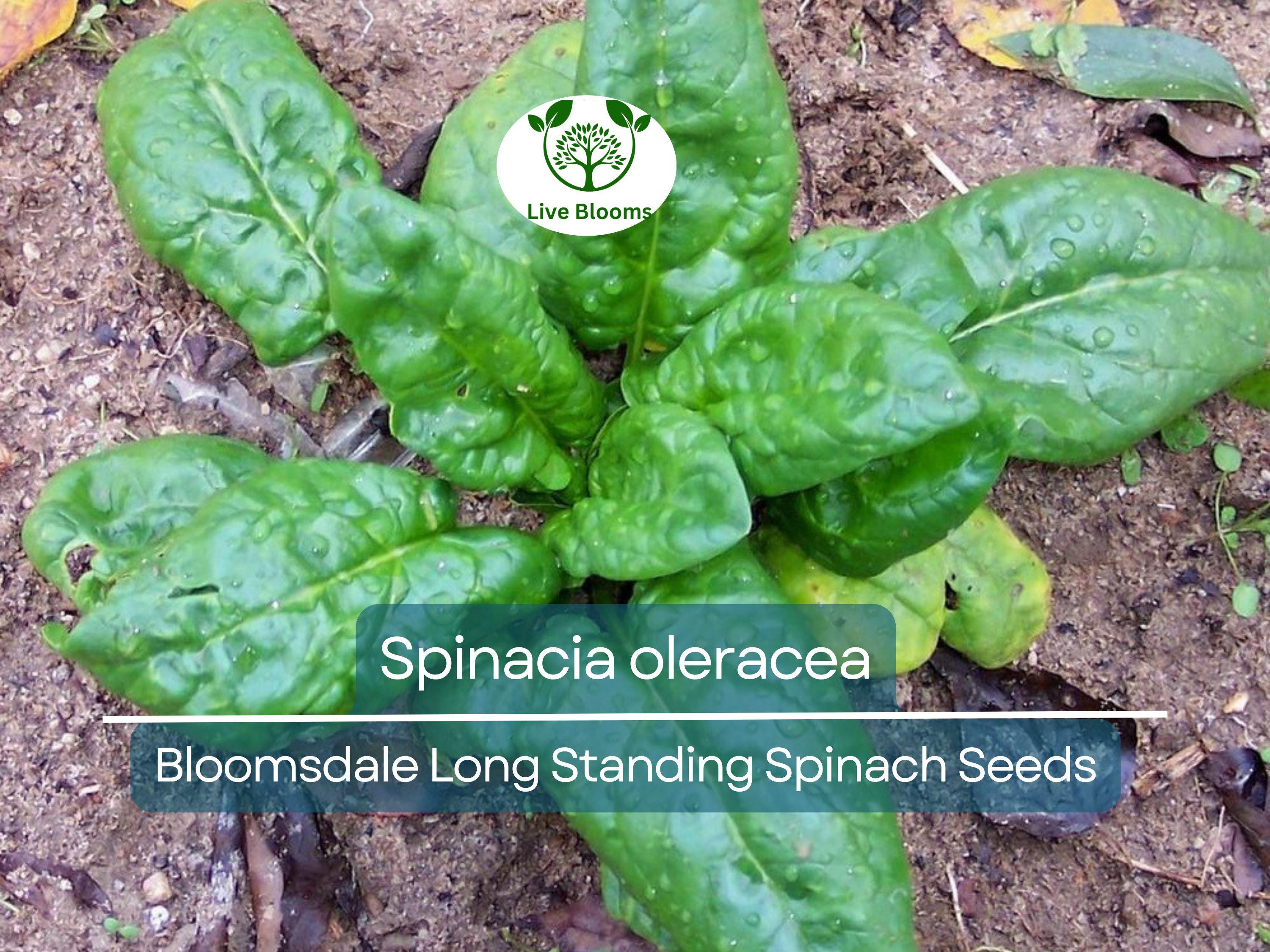 1 Gram Seeds Spinach Bloomsdale Long Standing – Spinacia oleracea | Heirloom Vegetable Seeds for Planting & Gardening