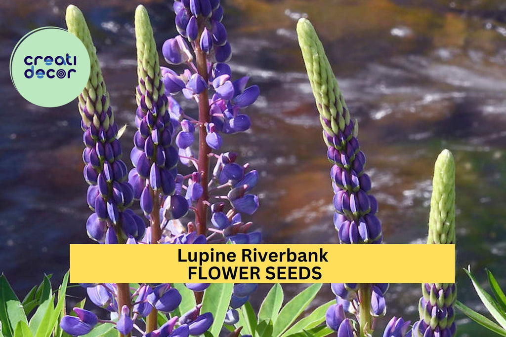 3pcs of 500mg Lupine Riverbank Seeds – Native Wildflower for Erosion Control, Pollinator Gardens & Natural Landscaping Seeds for Planting