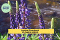 3pcs of 500mg Lupine Riverbank Seeds – Native Wildflower for Erosion Control, Pollinator Gardens & Natural Landscaping Seeds for Planting