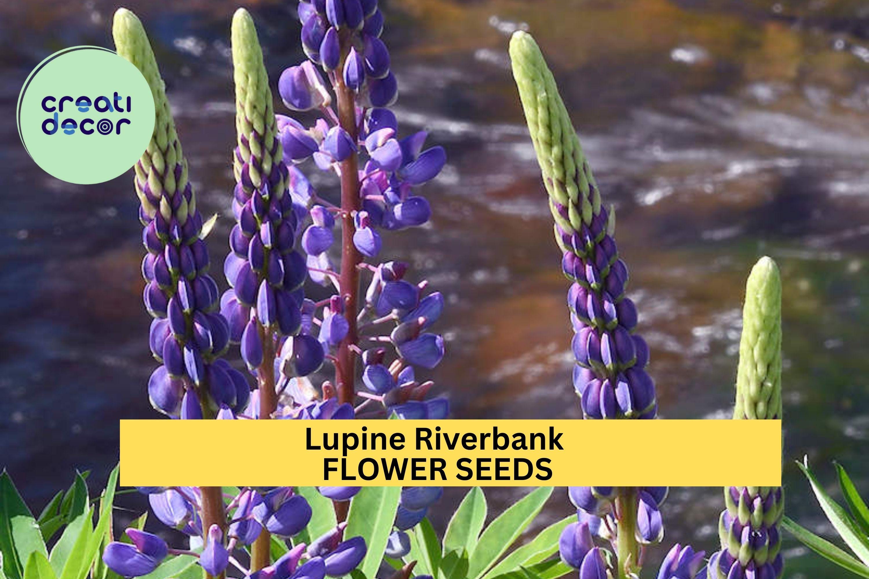 3pcs of 500mg Lupine Riverbank Seeds – Native Wildflower for Erosion Control, Pollinator Gardens & Natural Landscaping Seeds for Planting
