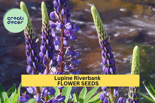 3pcs of 500mg Lupine Riverbank Seeds – Native Wildflower for Erosion Control, Pollinator Gardens & Natural Landscaping Seeds for Planting