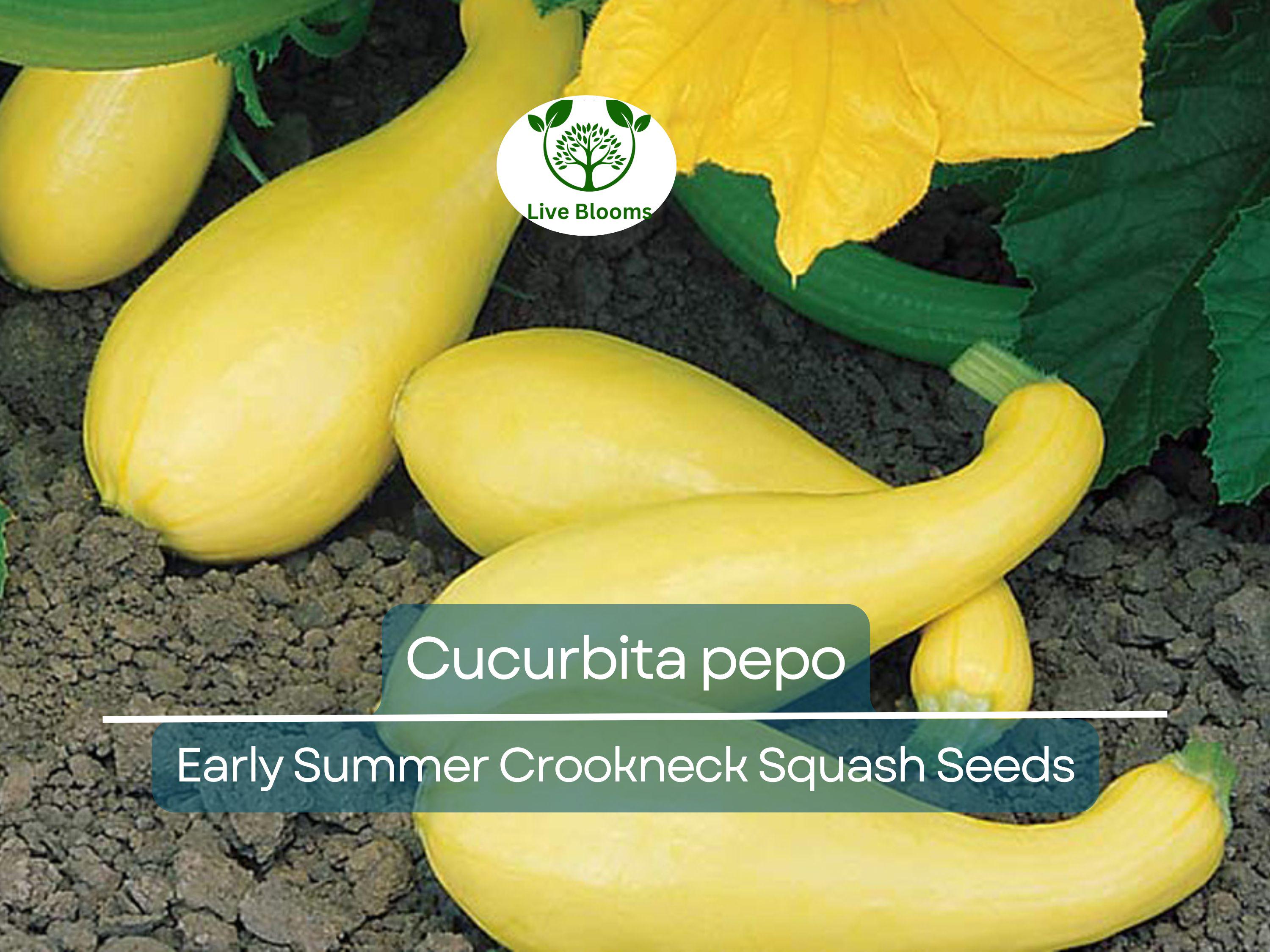 10 Seeds Early Summer Crookneck Squash – Cucurbita pepo | Heirloom Summer Squash for Planting, Gardening & Fresh Harvests