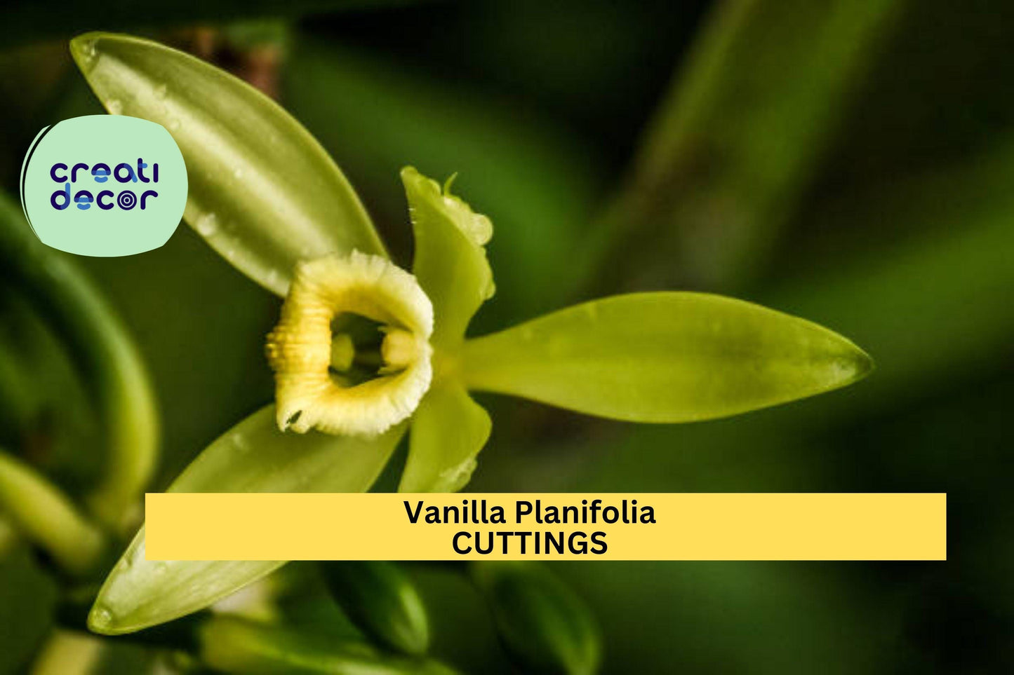 1 Vanilla Planifolia Cutting | 12" Fresh Orchid Vine | Rare Climbing Plant Starter | Edible Bean Orchid | On Sale Now!