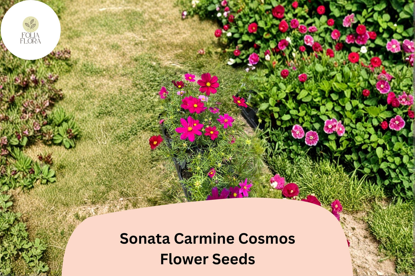 200+ Sonata Carmine Cosmos Seeds | Cosmos bipinnatus Deep Pink Blooms | Compact Annual Garden Flower Seeds