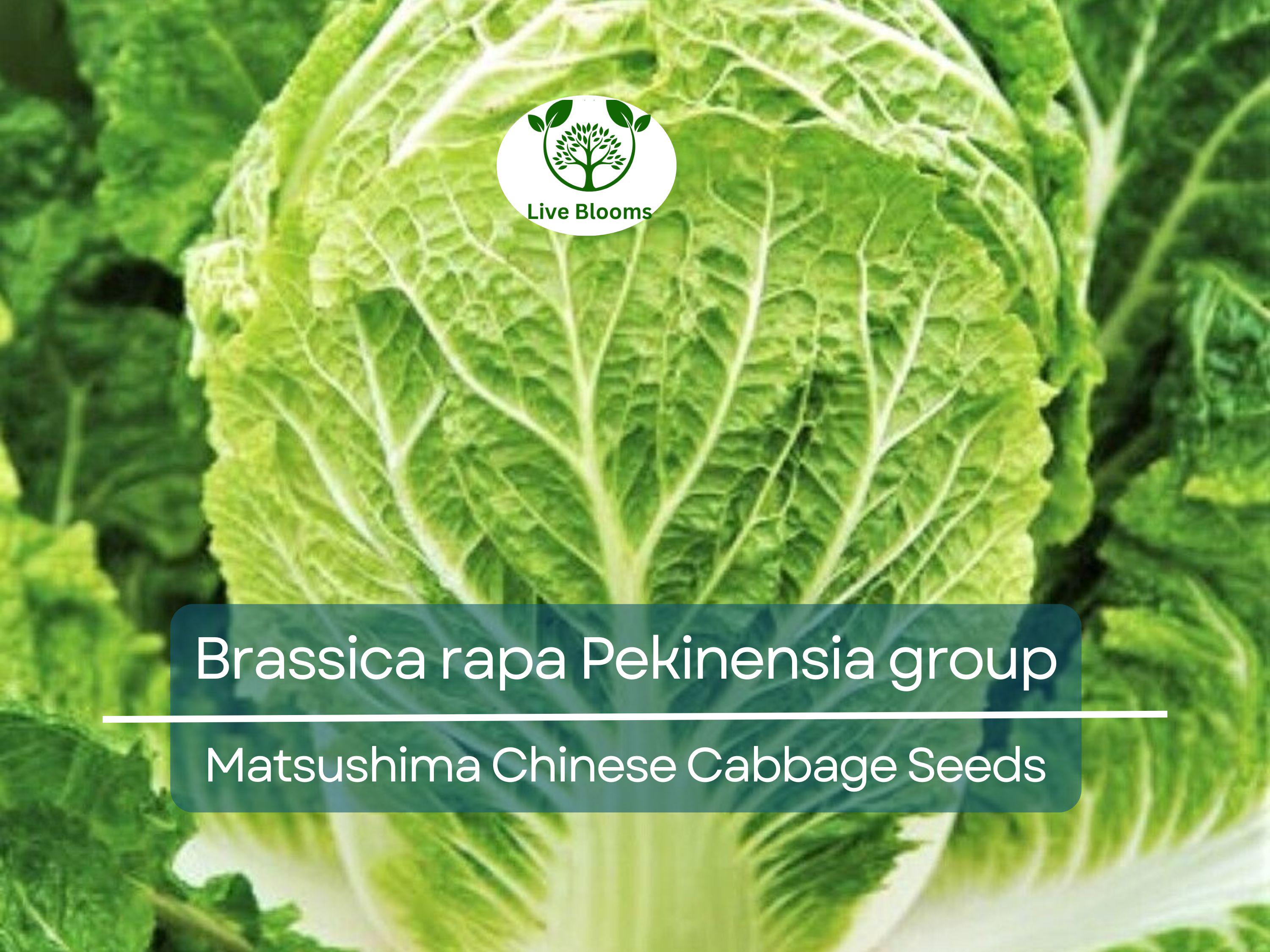 150 Seeds Chinese Cabbage Matsushima - Brassica rapa Pekinensia Group | Heirloom Seeds for Planting, Gardening & Fresh Harvest