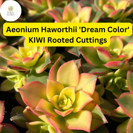 Aeonium haworthii ‘Dream Color’ Kiwi | 3 Rooted Cuttings Live Succulent Plants | Variegated Rosettes, Drought-Tolerant