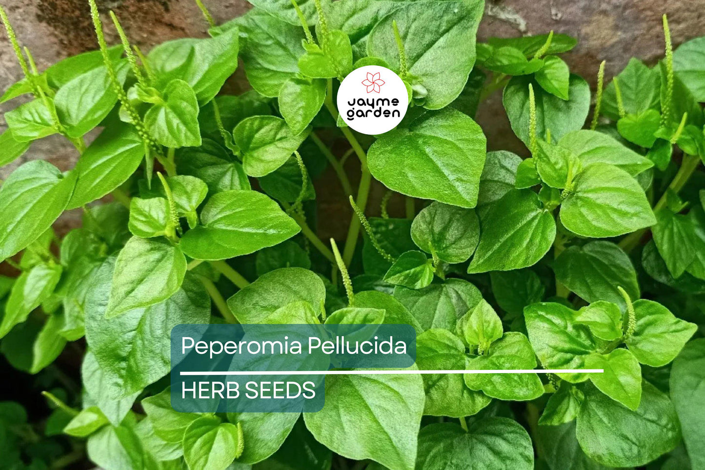 200+ Peperomia Pellucida Seeds - 6" Fresh USA Seller - Rau Cang Cua Krasang Teap
