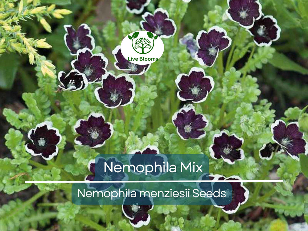 500 Seeds Nemophila Mixed Colors, Non-GMO, Short 4-6" Spring Bloomer, Vibrant Flowers, Easy to Grow, Pollinator-Friendly, Garden, Annual