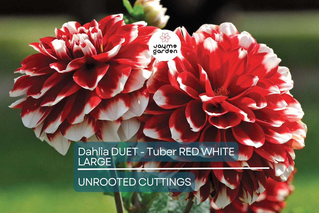 Dahlia Duet Tuber - Red & White Large Blooms, Perfect for Borders and Bouquets, USDA Zones 3-10