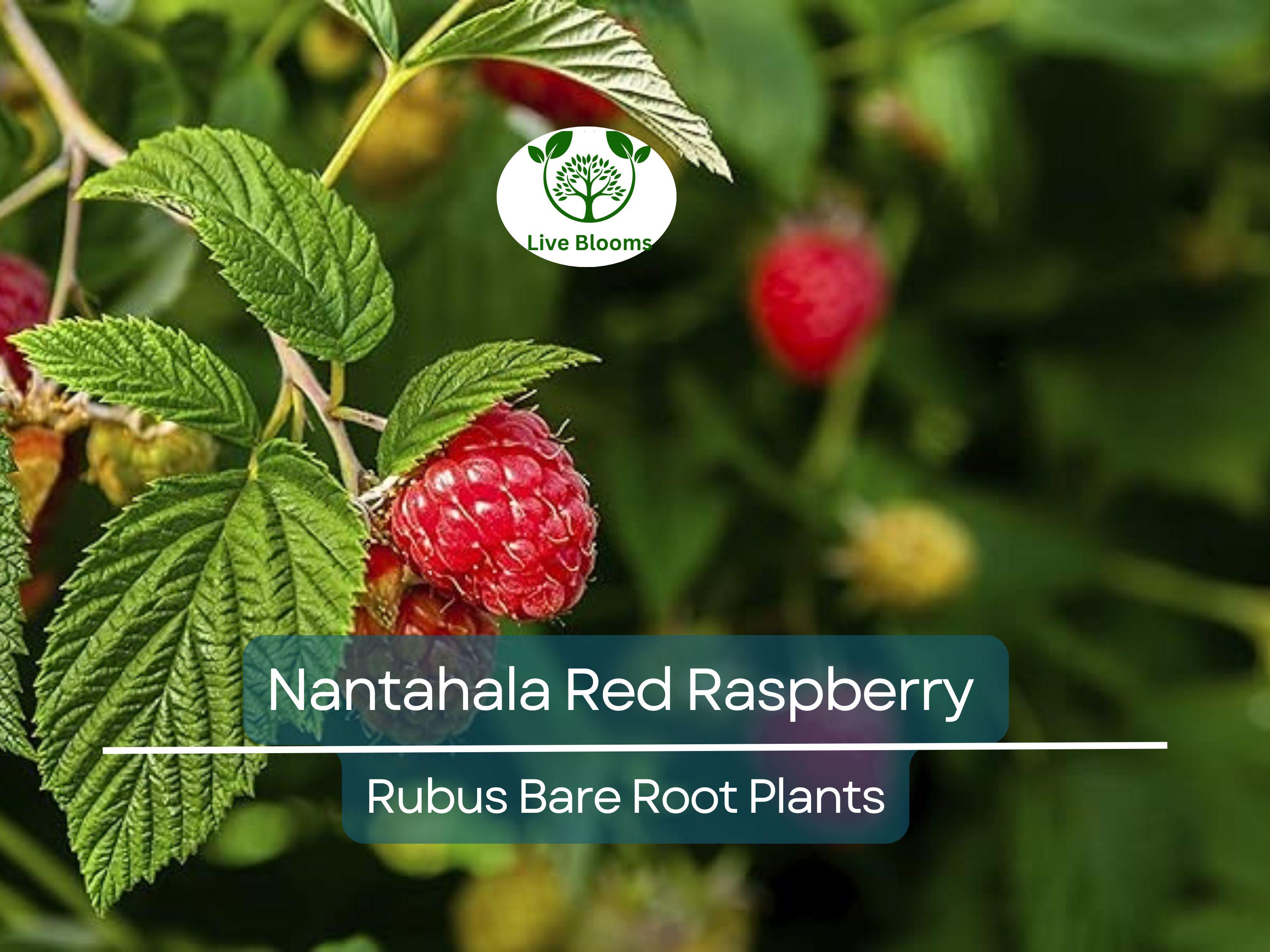 1 Nantahala Red Raspberry Plant - Rubus - Bare Root Starter Plant - Edible Fruit Garden Berry Bush