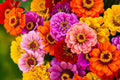 California Giants Mix Gerbera Daisy Seeds – 200+ Flower Seeds, , Vibrant Colors, Cut Flower Garden, USA Grown