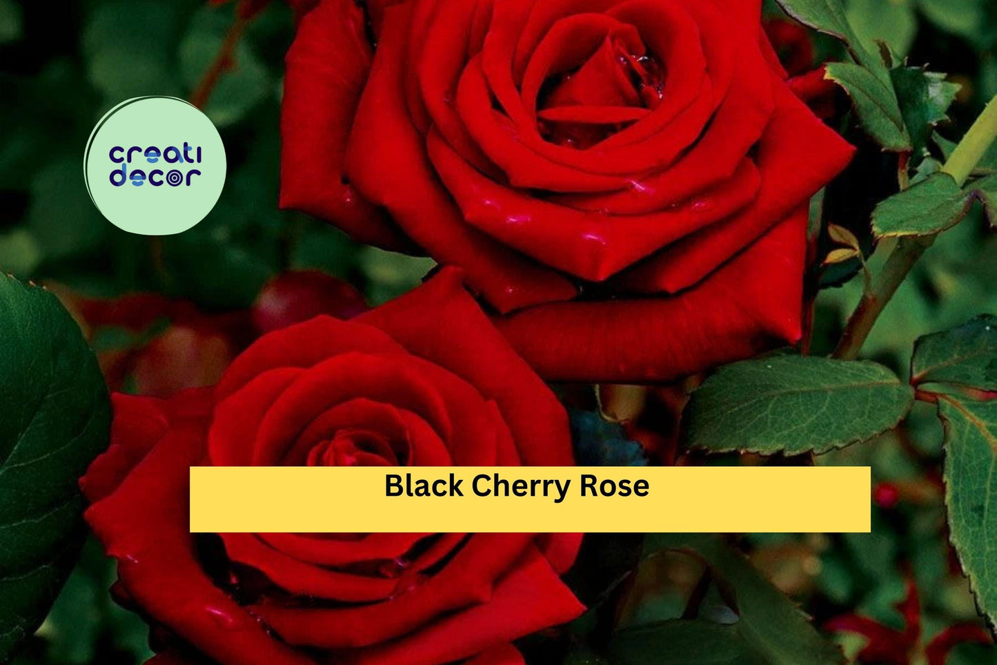 Black Cherry Rose Cuttings | 3 Fresh Rose Stem Cuttings | Live Rose Scionwood for Rooting or Grafting Garden Roses