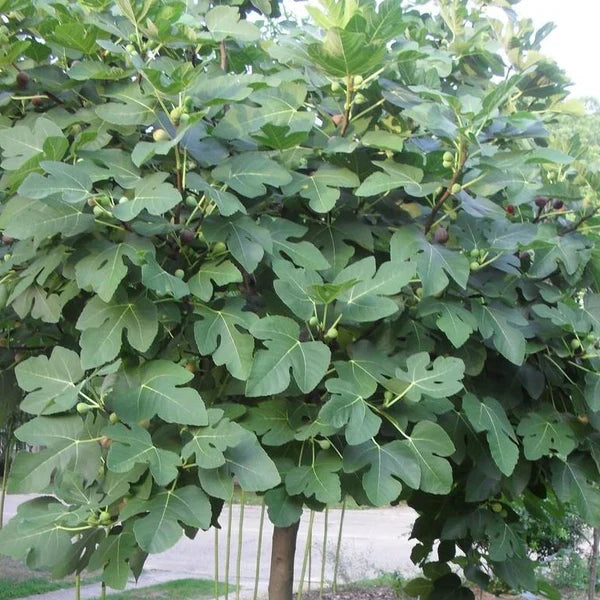 5 Fresh Fig Tree Cuttings (8" Each) – Organic Unrooted Cuttings from Fruiting Tree | Propagation, Grafting, Heirloom Fig Plant