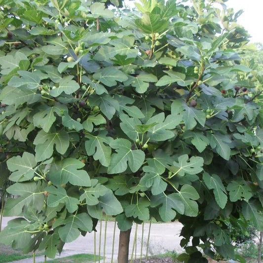 5 Fresh Fig Tree Cuttings (8" Each) – Organic Unrooted Cuttings from Fruiting Tree | Propagation, Grafting, Heirloom Fig Plant
