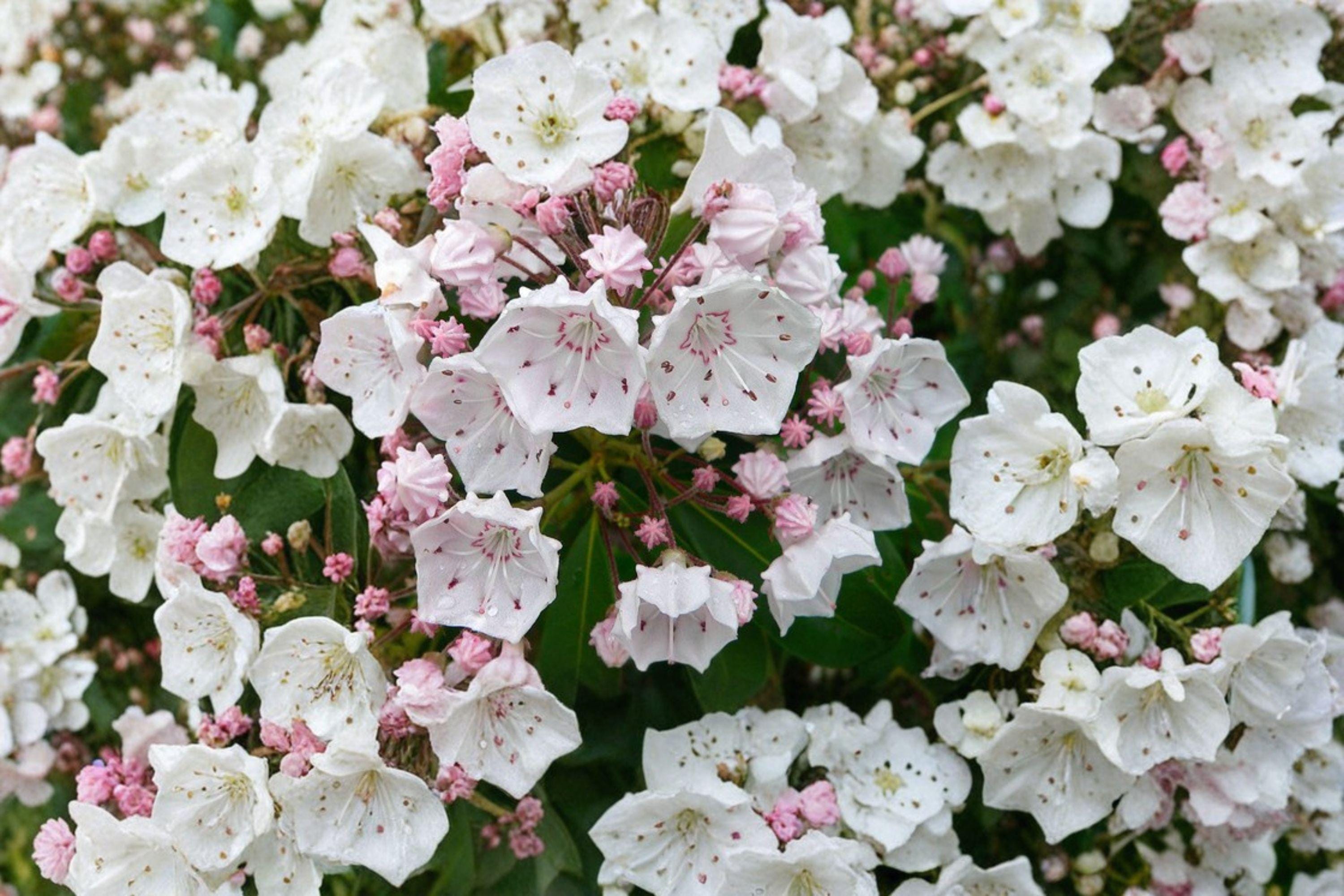 Mountain Laurel Seeds – Kalmia latifolia | 100 Seeds | Native Evergreen Shrub | Pink Spring Flowers