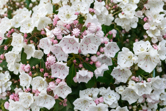 Mountain Laurel Seeds – Kalmia latifolia | 100 Seeds | Native Evergreen Shrub | Pink Spring Flowers
