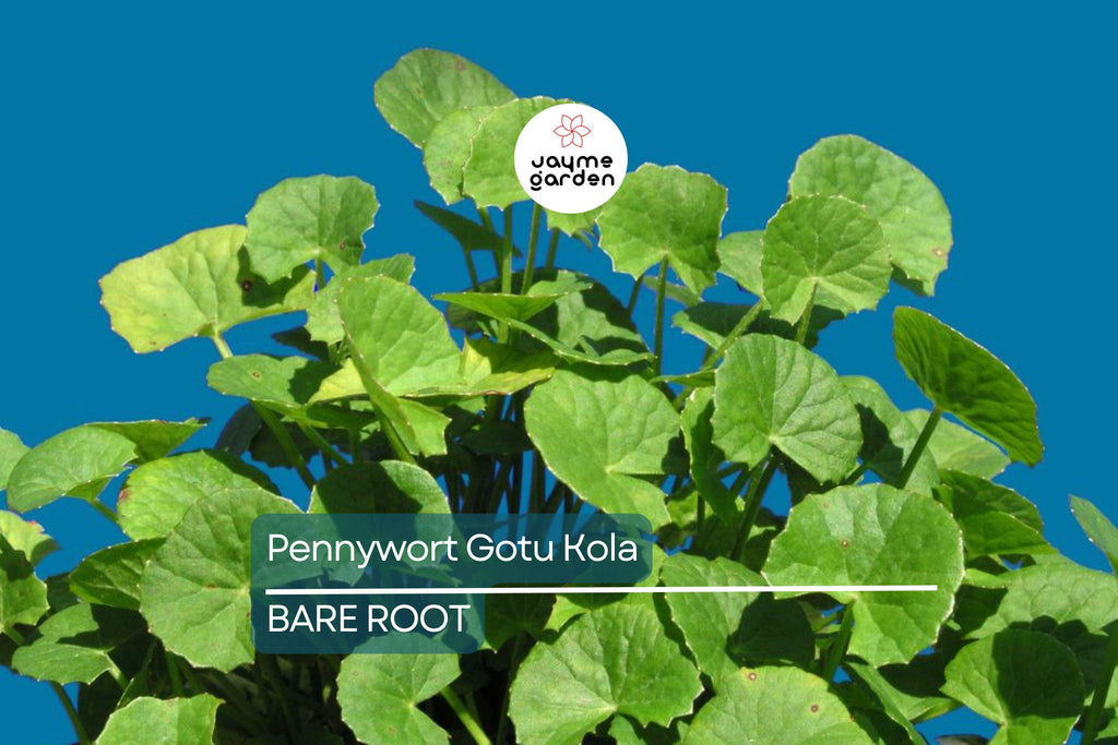 15pcs Pennywort Gotu Kola Bare Root Live Plant – Easy to Grow Ground Cover