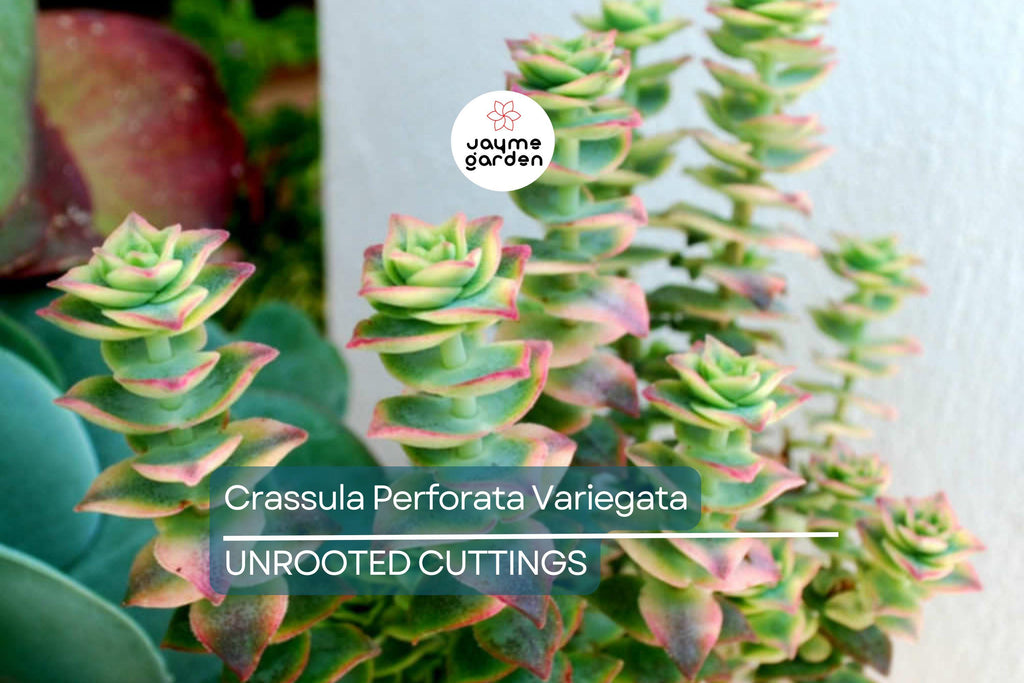 Crassula Perforata Variegata Starter Plant - 2 Fresh Cuttings (3-4") | Trailing Succulent with Variegated Leaves & Red Margins