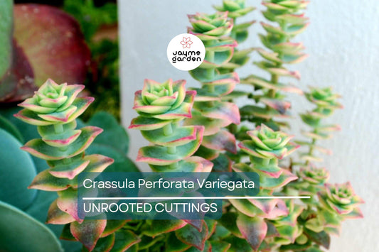 Crassula Perforata Variegata Starter Plant - 2 Fresh Cuttings (3-4") | Trailing Succulent with Variegated Leaves & Red Margins