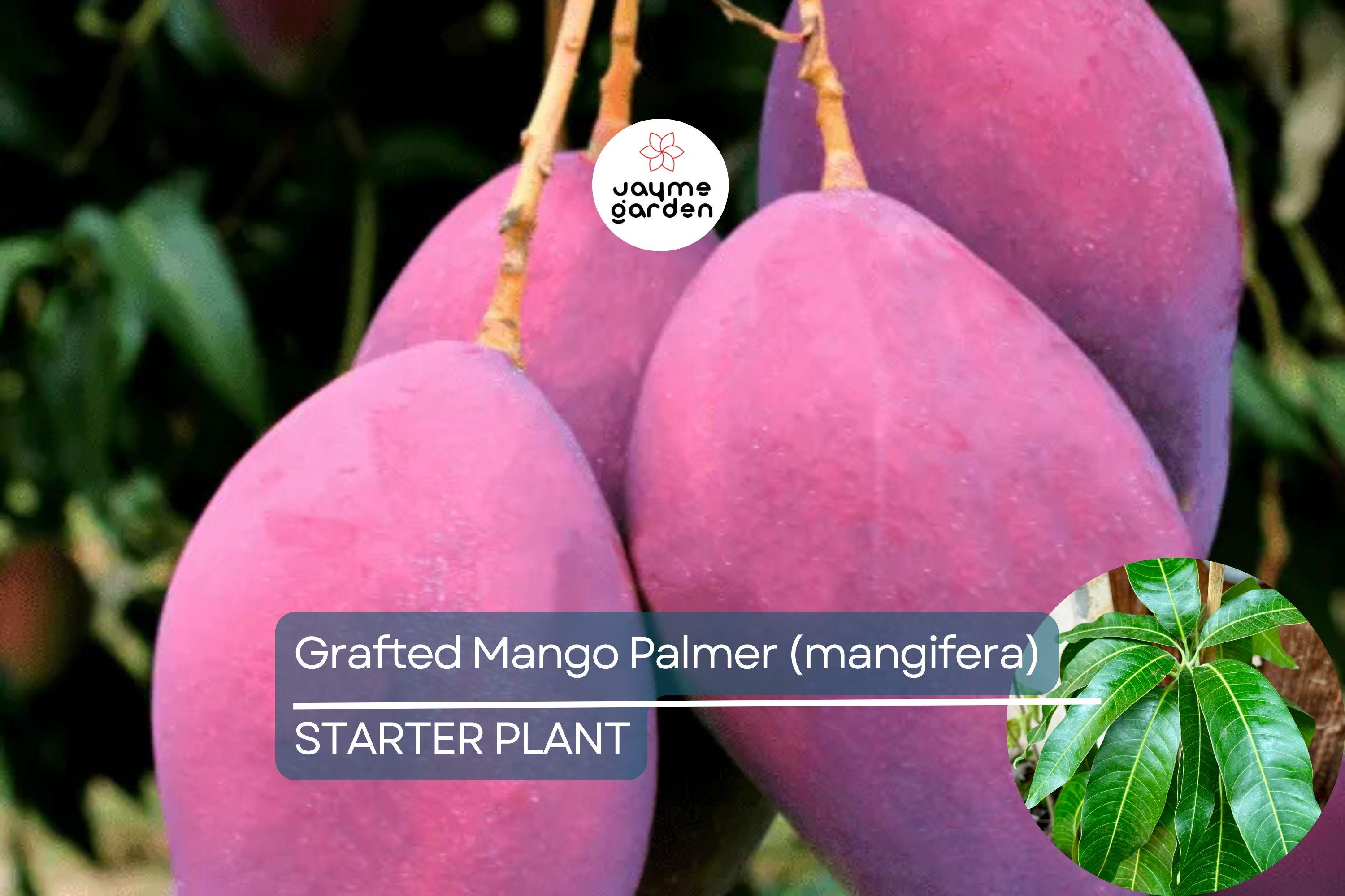 Grafted Palmer Mango Tree (Mangifera) Starter 3’-4’ - Large Juicy Fruit, Tropical Garden Beauty