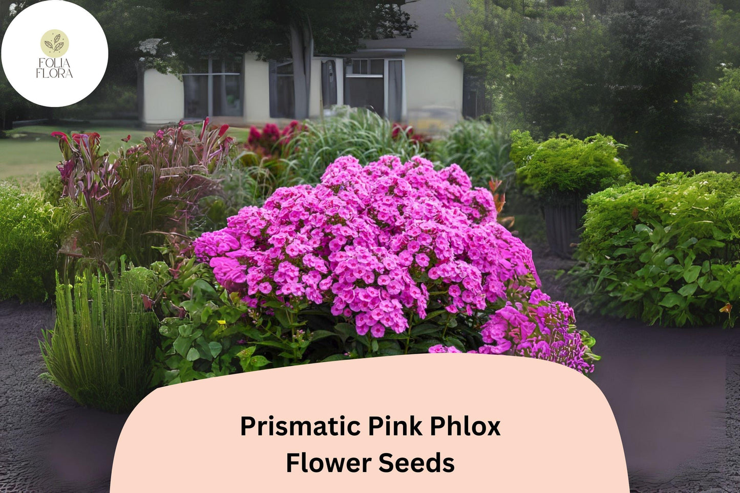 100+ Prismatic Pink Phlox Seeds – Phlox paniculata, Bright Pink Perennial Garden Flowers