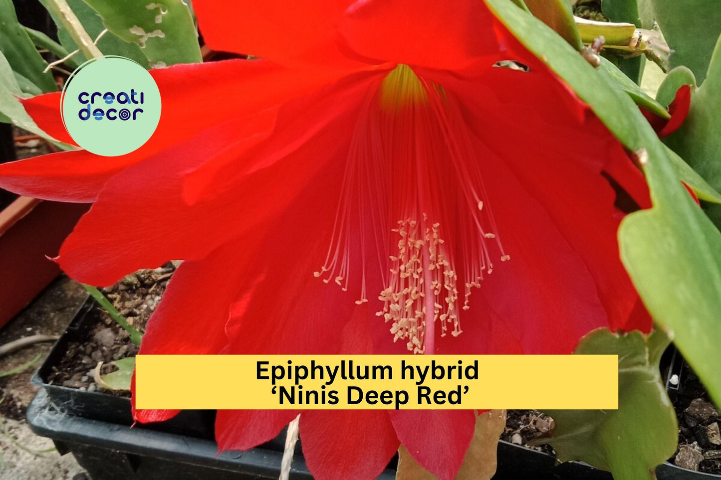 Epiphyllum Hybrid ‘Ninis Deep Red’ | Fully Rooted Starter Plant | Orchid Cactus with Stunning Red Blooms for Home or Garden