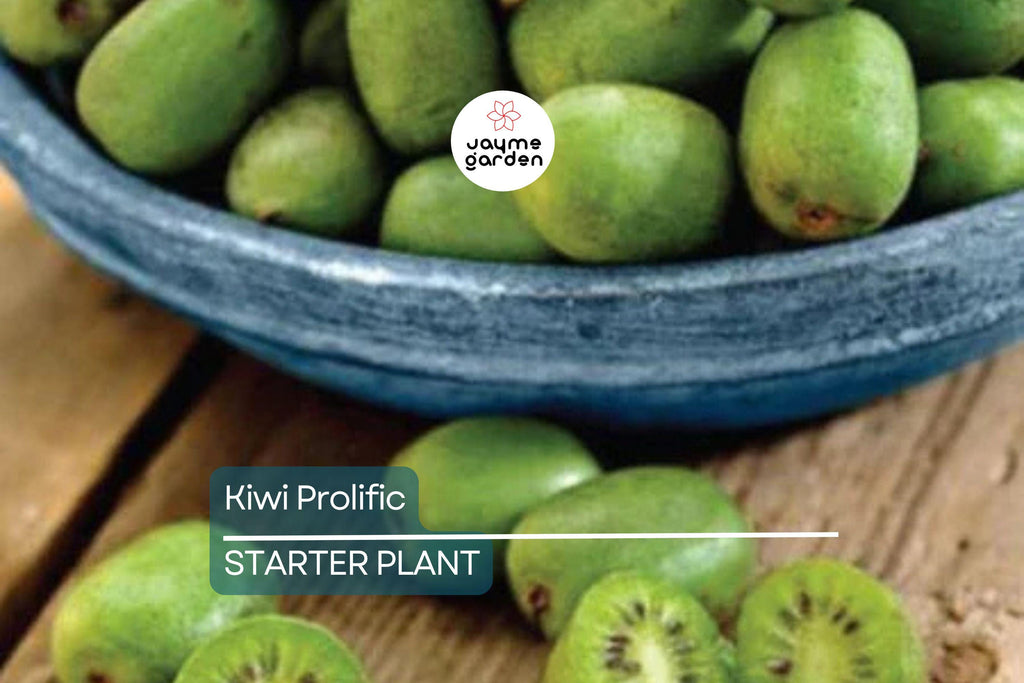 Kiwi Prolific Vine Small Starter Plant | Self-Pollinating & Easy to Grow | Cold Hardy | Smooth-Skinned Fruit | Zones 4-8