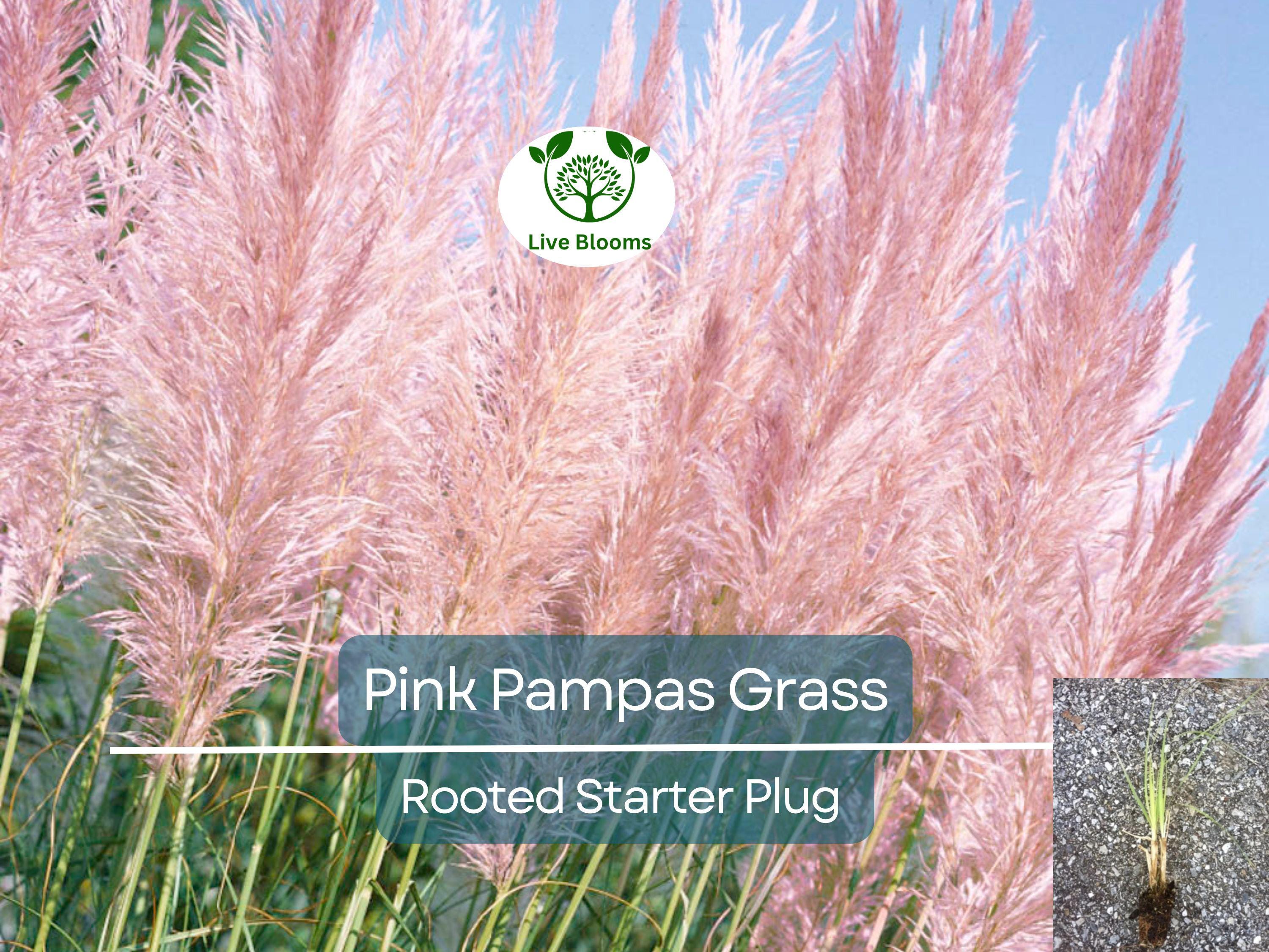 3 Pink Pampas Grass Rooted Starter Plugs - Elegant, Hardy, Perfect for Landscaping, Garden, Ornamental Grass, Cortaderia Selloana