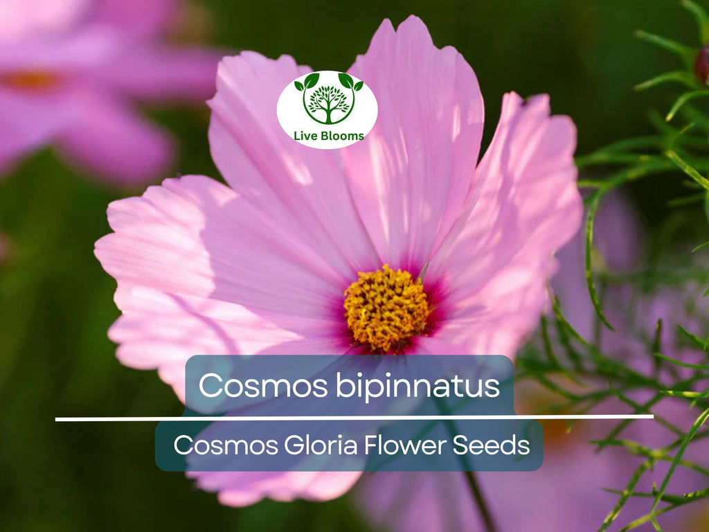 1 Gram Seeds Cosmos Gloria for Planting | Cosmos bipinnatus Vibrant Annual Flower for Gardens, Pollinator Habitats & Decorative Landscaping