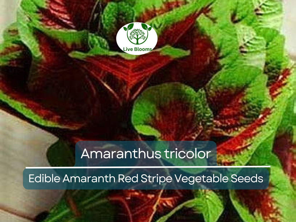 500 Edible Amaranth Red Stripe Leaf Seeds - Amaranthus tricolor Red Beauty Tricolor | Vibrant, Nutritious Leafy Green for Planting