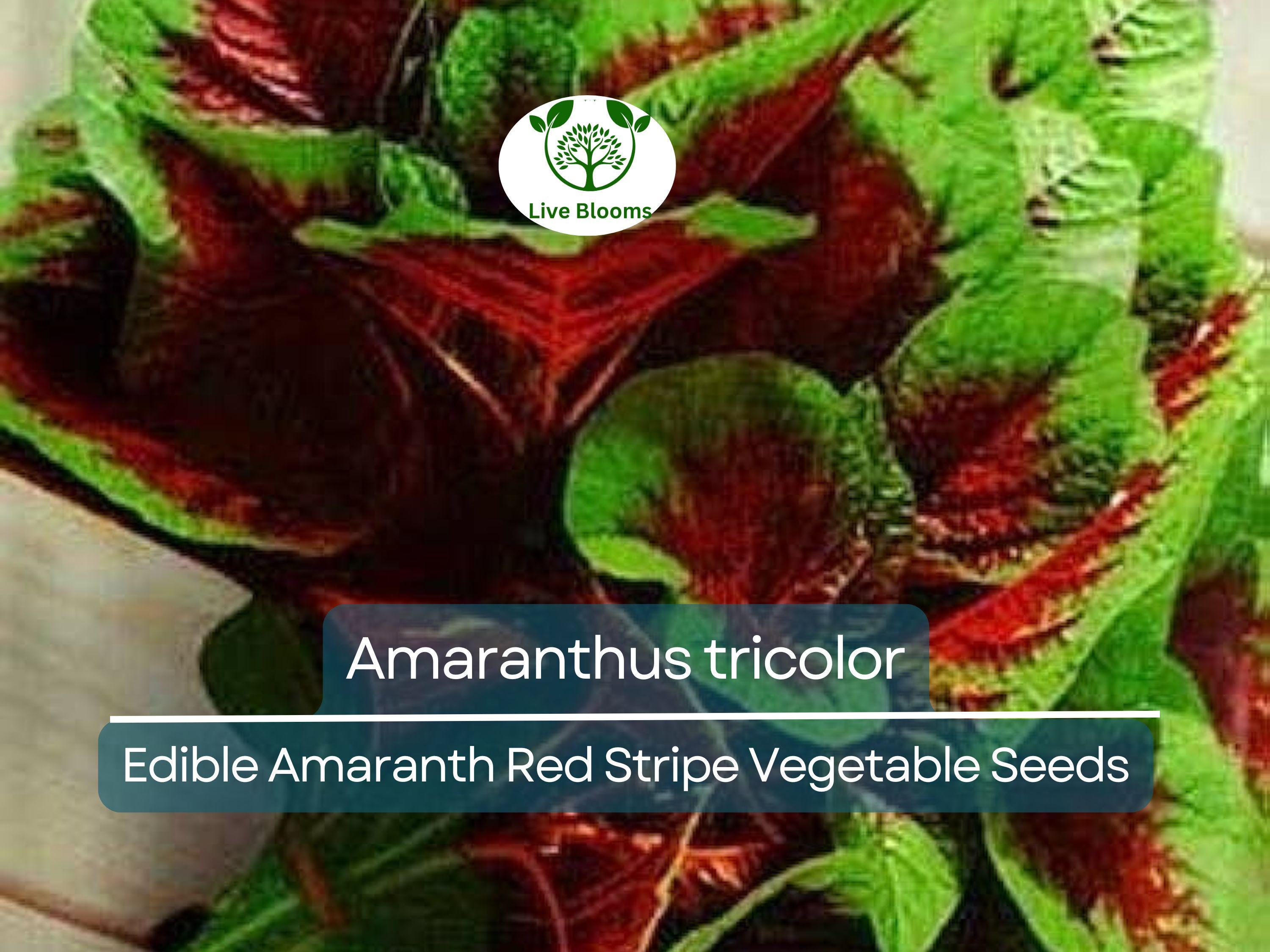 500 Edible Amaranth Red Stripe Leaf Seeds - Amaranthus tricolor Red Beauty Tricolor | Vibrant, Nutritious Leafy Green for Planting