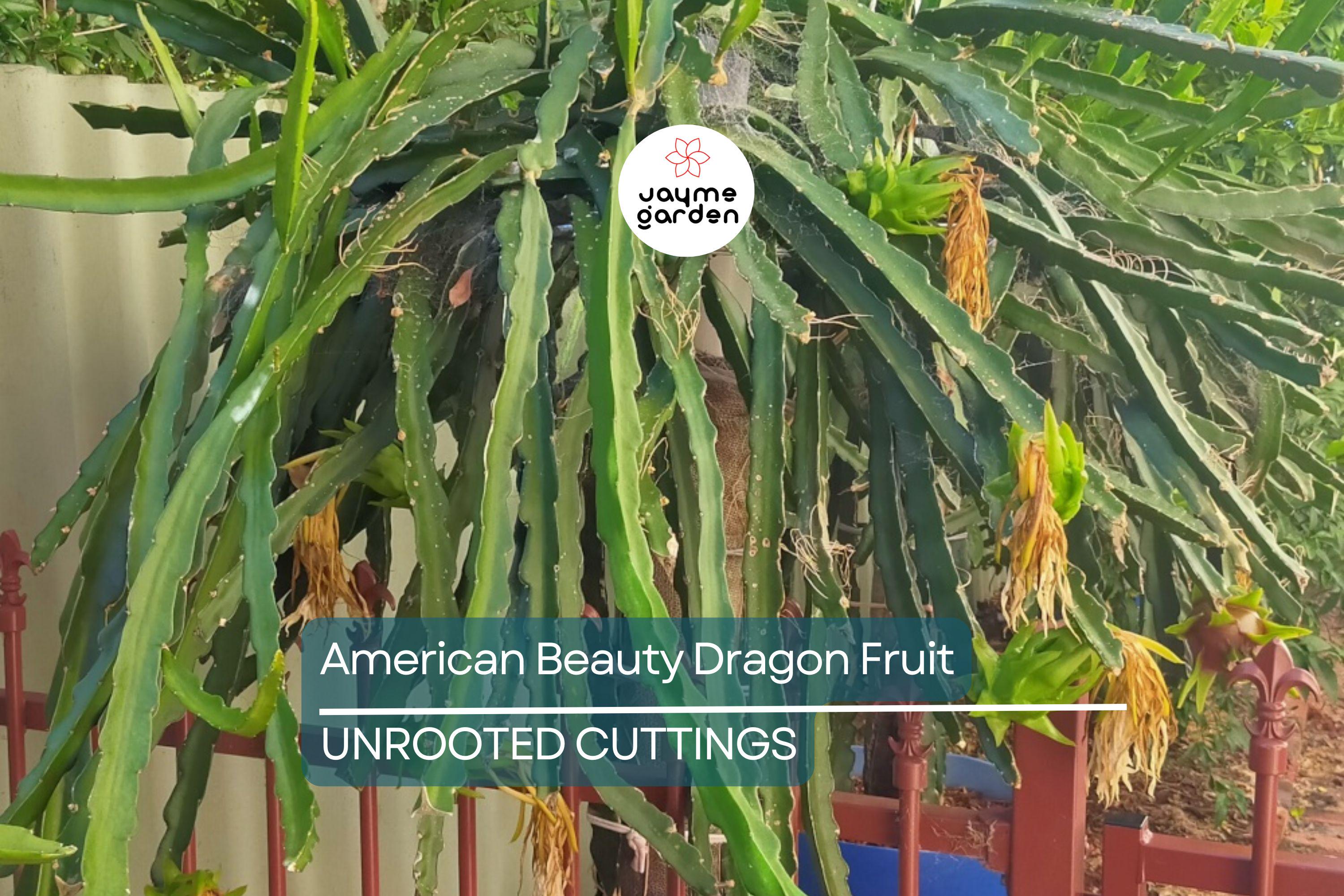 3 American Beauty Dragon Fruit Cuttings - 8-10” Fresh Cuttings, Red Flesh, Self-Pollinating - Ready to Plant