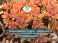 4 GraptoSedum "California Sunset" Unrooted Cuttings - 2-3” Succulent, Perfect for Propagation, Garden, Containers, and Indoor Decor