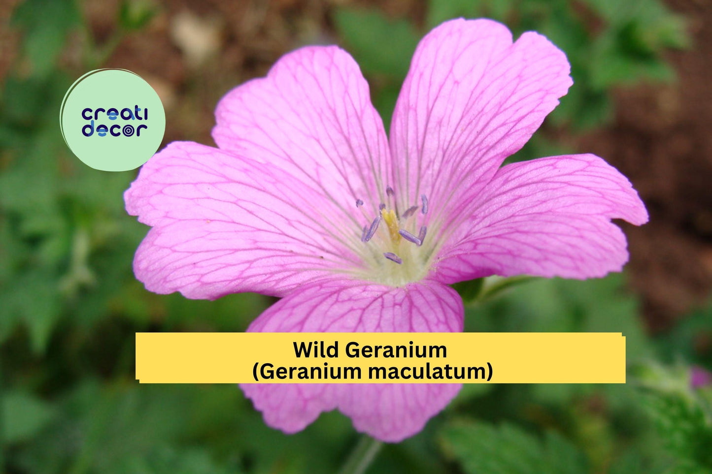 Wild Geranium Cranesbill | 10 Bare Root Plants | Geranium maculatum Perennial Wildflower for Shade Gardens and Natural Landscaping