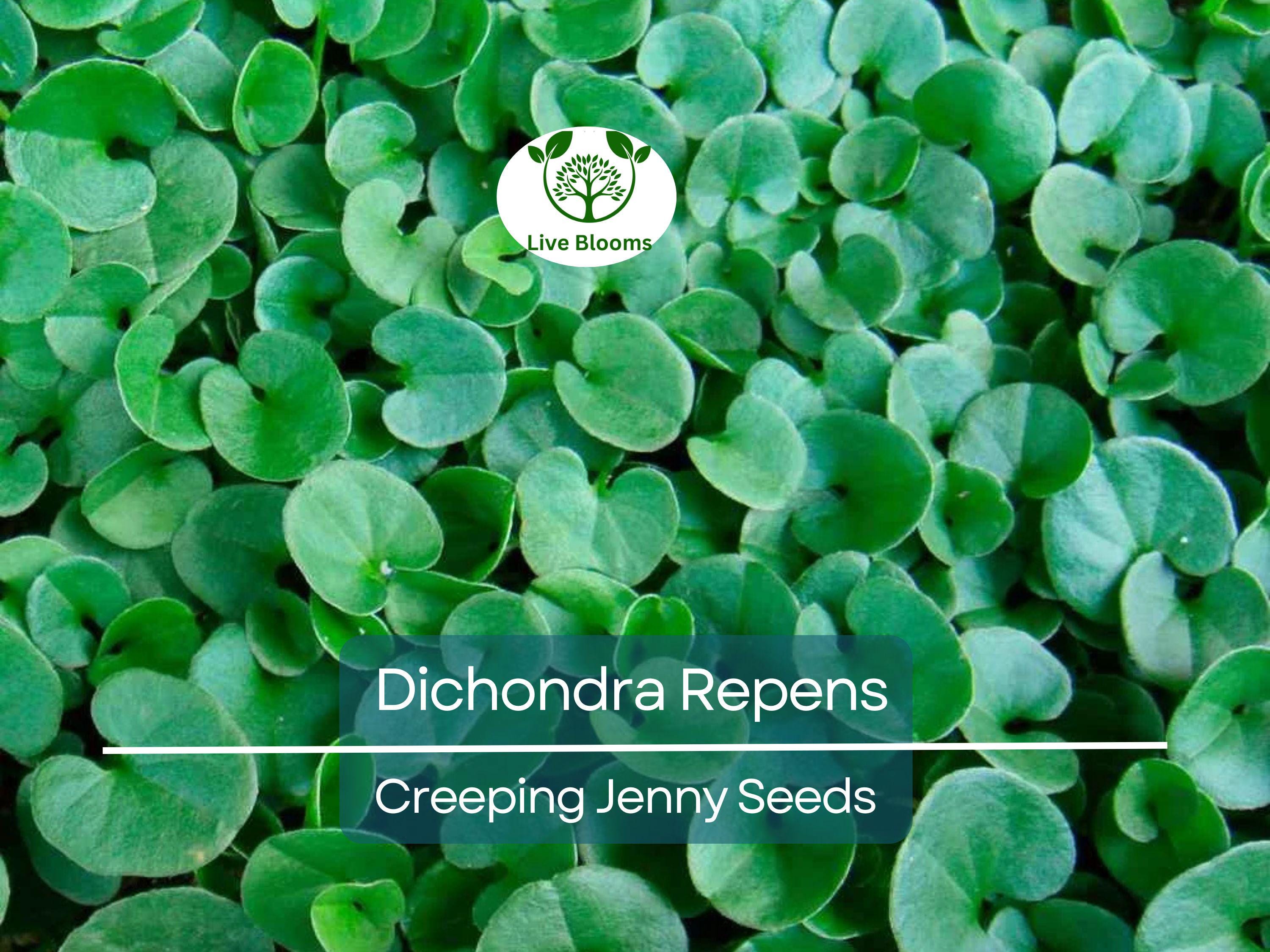 1000 Dichondra Repens Seeds (Creeping Jenny) | Perennial Ground Cover, Evergreen Lawn, Low Maintenance, Fast Growing, Garden Plant