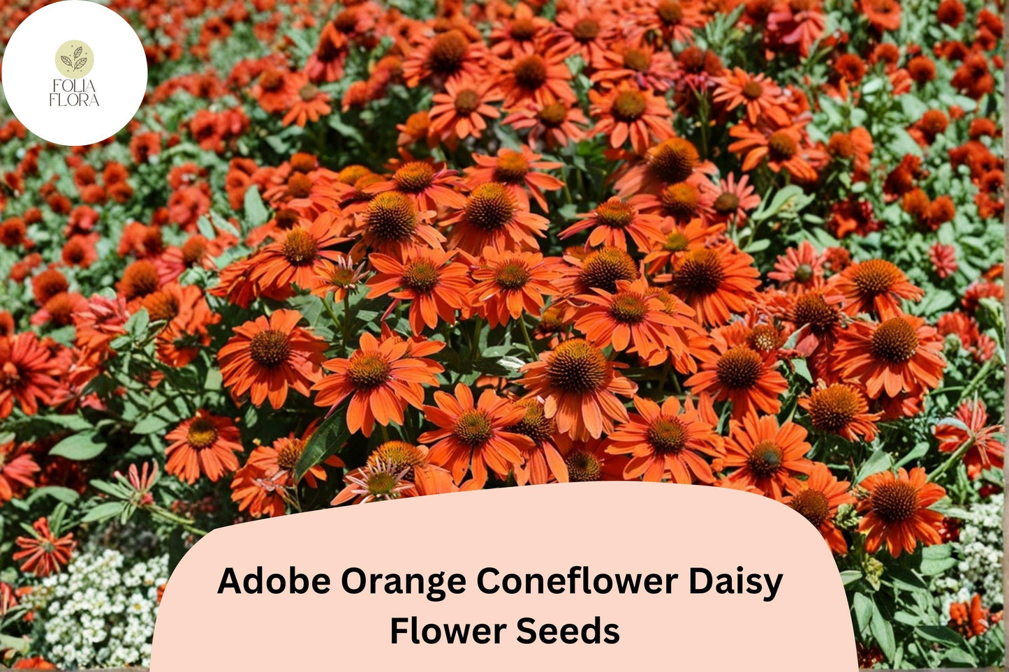 200+ Adobe Orange Coneflower Daisy Seeds | Rudbeckia hirta | Bright Orange Garden Flowers for Pollinators & Borders