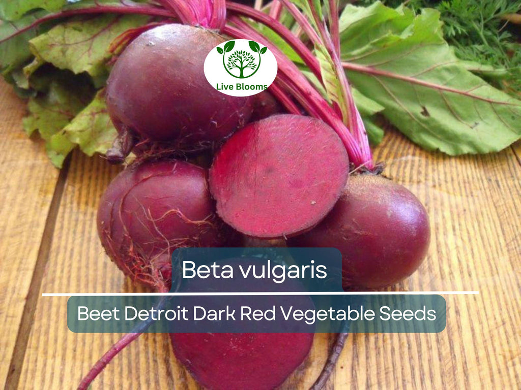 40 Seeds Beet Detroit Dark Red - Beta vulgaris | Heirloom Beets for Planting, Gardening & Nutritious Root Harvests