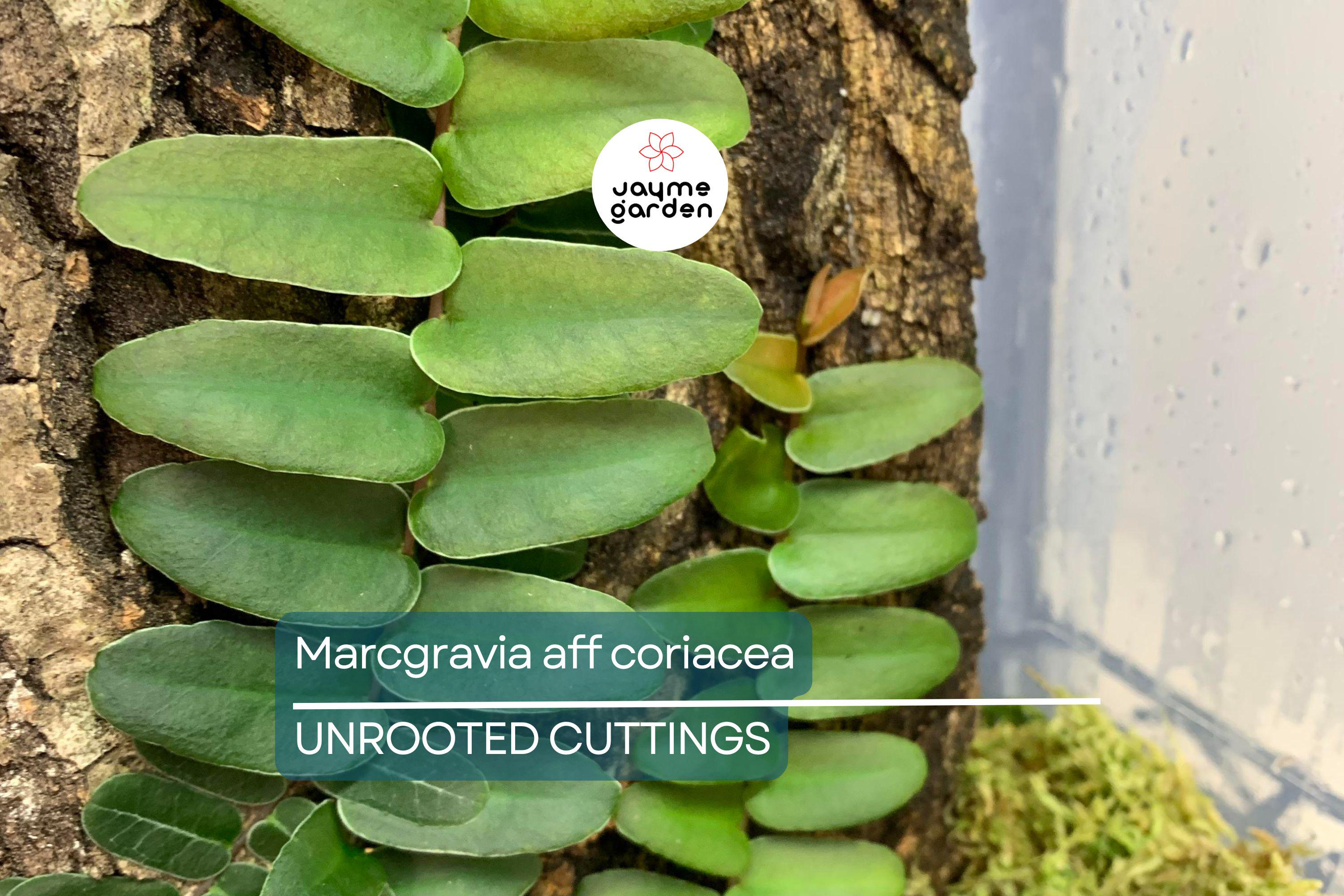 Marcgravia aff. coriacea Starter Plant - 10-Leaf Cutting for Terrariums, Fast-Rooting, High Humidity Plant