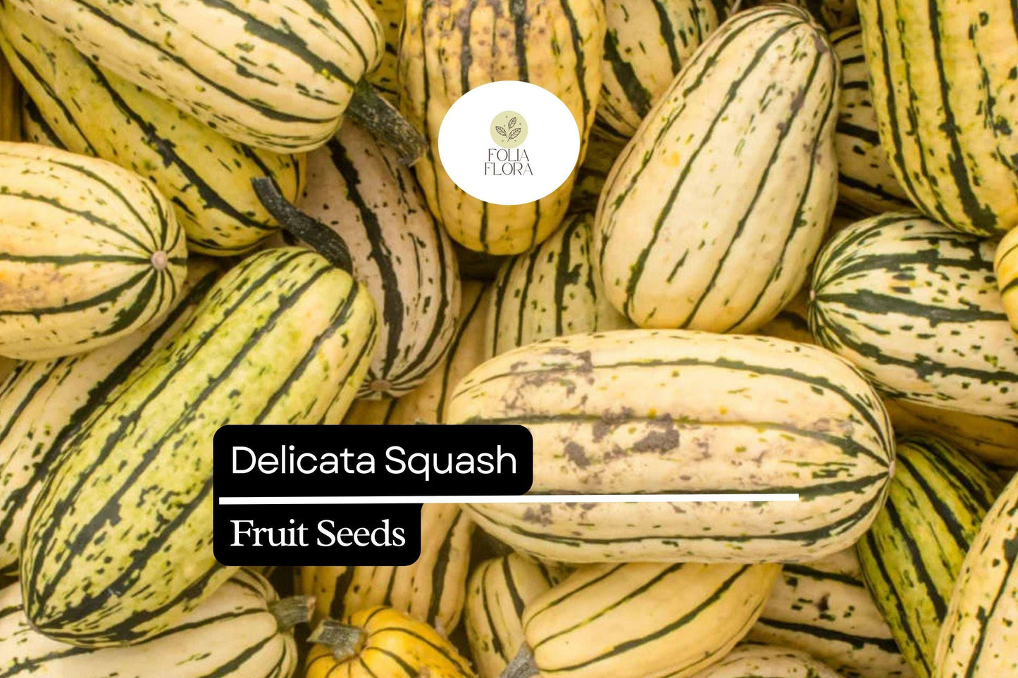 20 Seeds Delicata Squash (Cucurbita pepo) – Sweet, Nutty Flavor, Easy-to-Grow Winter Squash