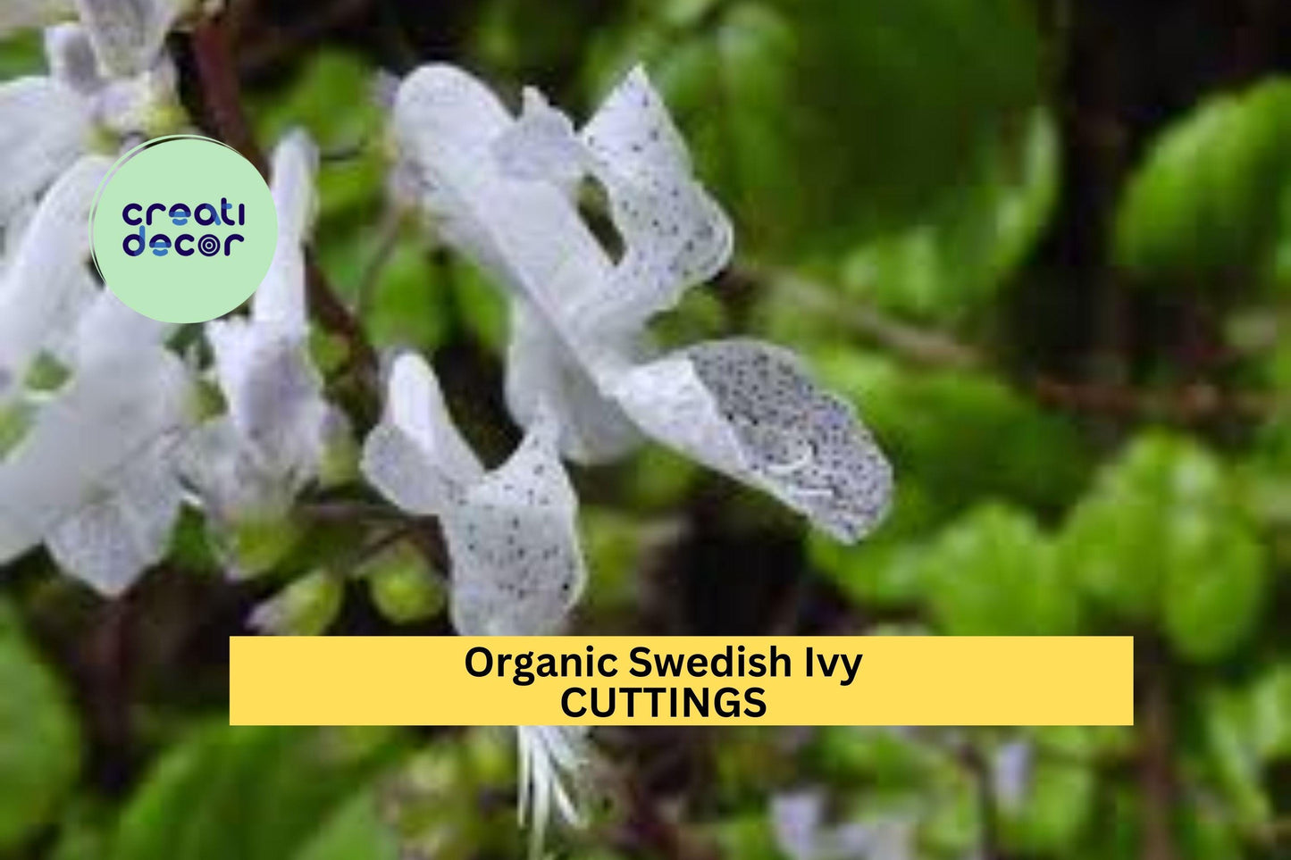 10 Organic Swedish Ivy Cuttings – Unrooted Plectranthus verticillatus Stems | Fast-Growing Trailing Plant for Pots or Hanging Baskets