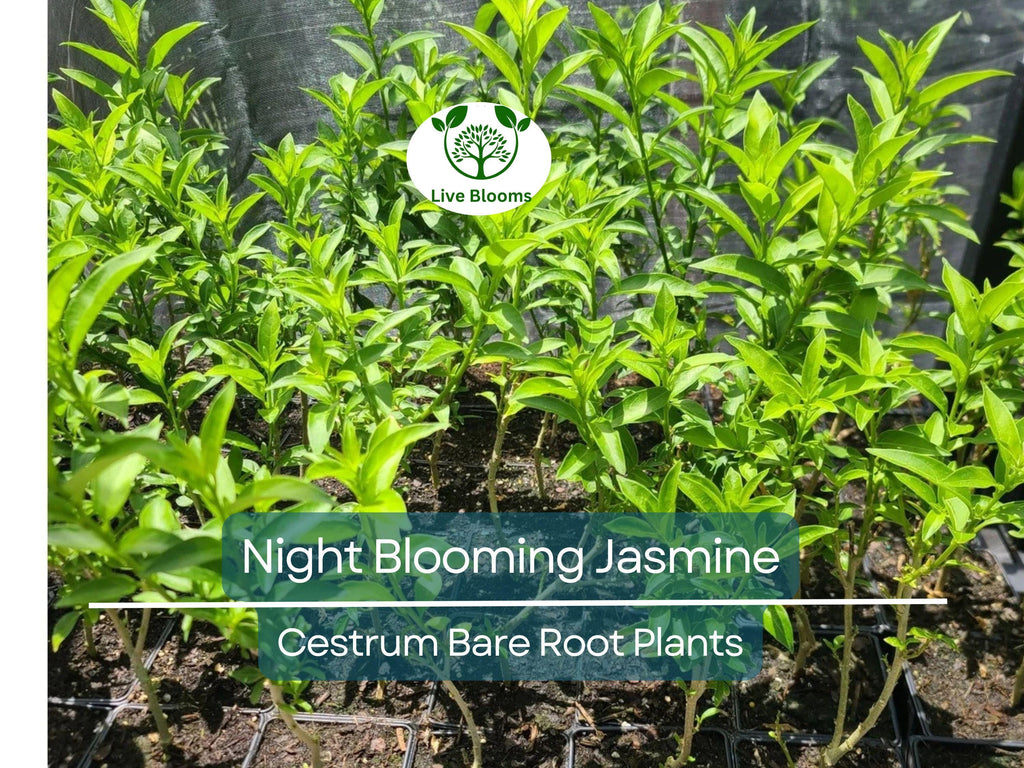 1 Night Blooming Jasmine – Cestrum Nocturnum – Live 4" Bare Root Plant – Intensely Fragrant Night Flowering Shrub