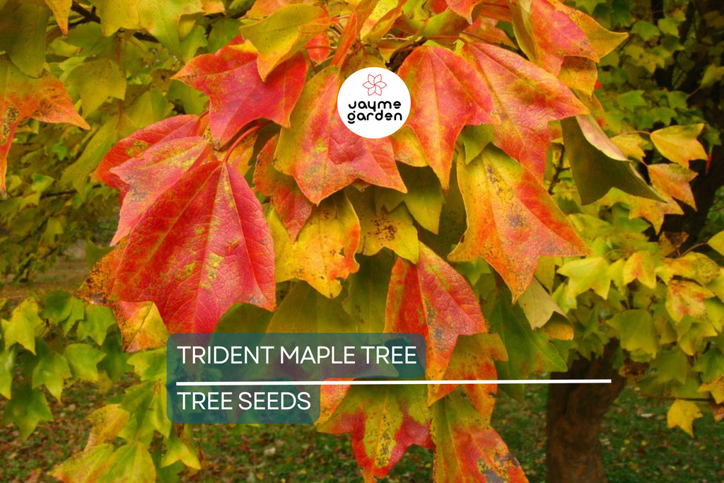 20 Trident Maple Tree Seeds – Acer buergerianum, Hardy Bonsai & Fall Colors