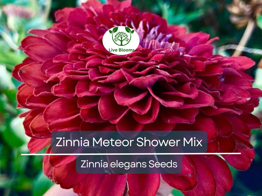 100 Seeds Zinnia Meteor Shower Mixed Colors 5" Flowers Non-GMO (Zinnia elegans)
