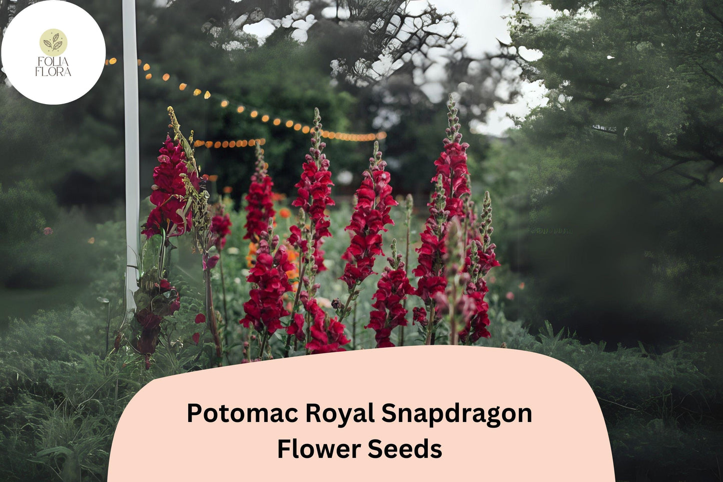 Antirrhinum majus Potomac Royal Snapdragon Seeds – 1000+ Rich Purple Blooms for Garden & Cut Flowers