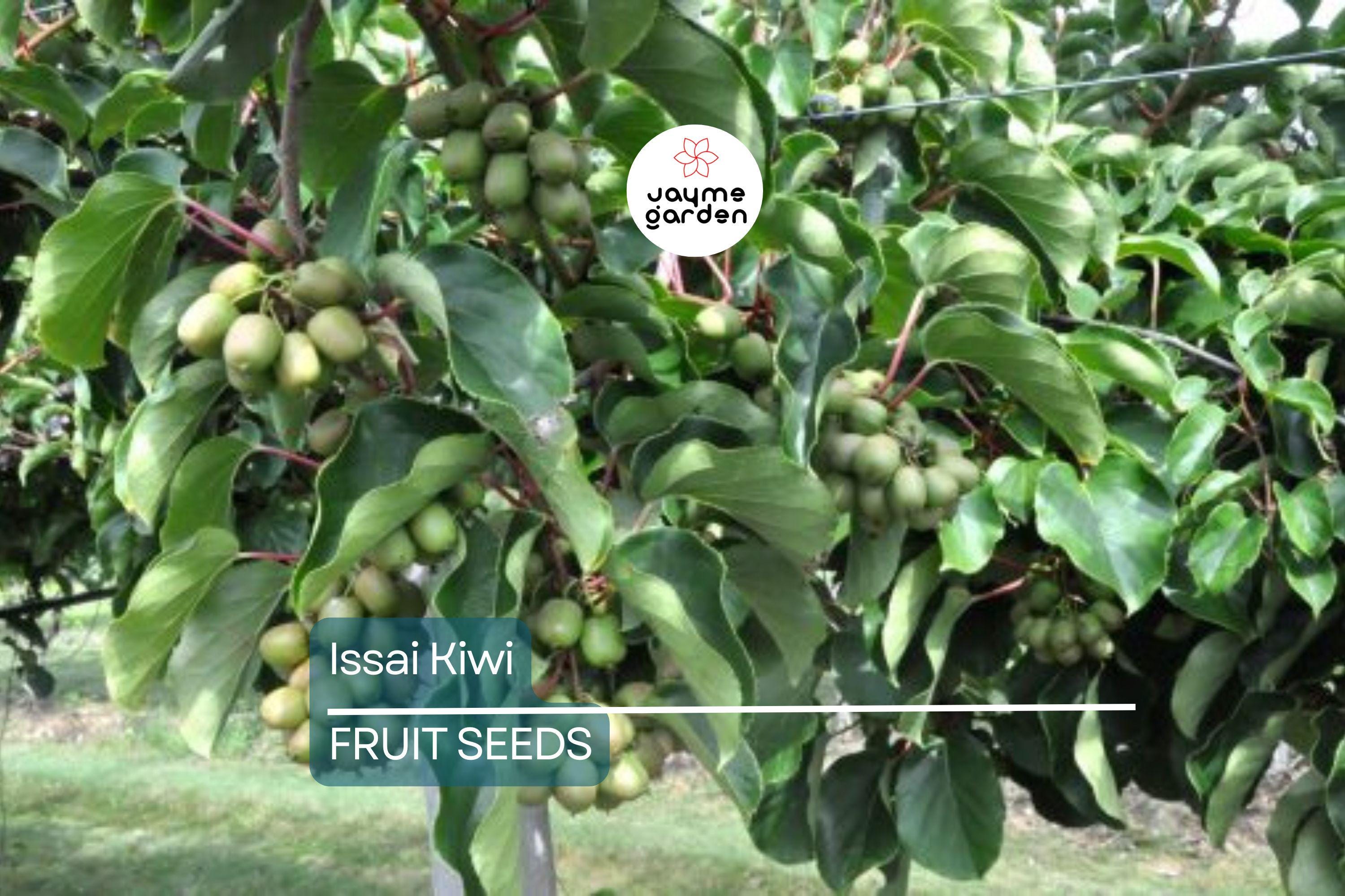 50 Issai Kiwi Seeds (Actinidia arguta) – Cold Hardy Arctic Grape Kiwi, Fast-Growing Superfruit Vine