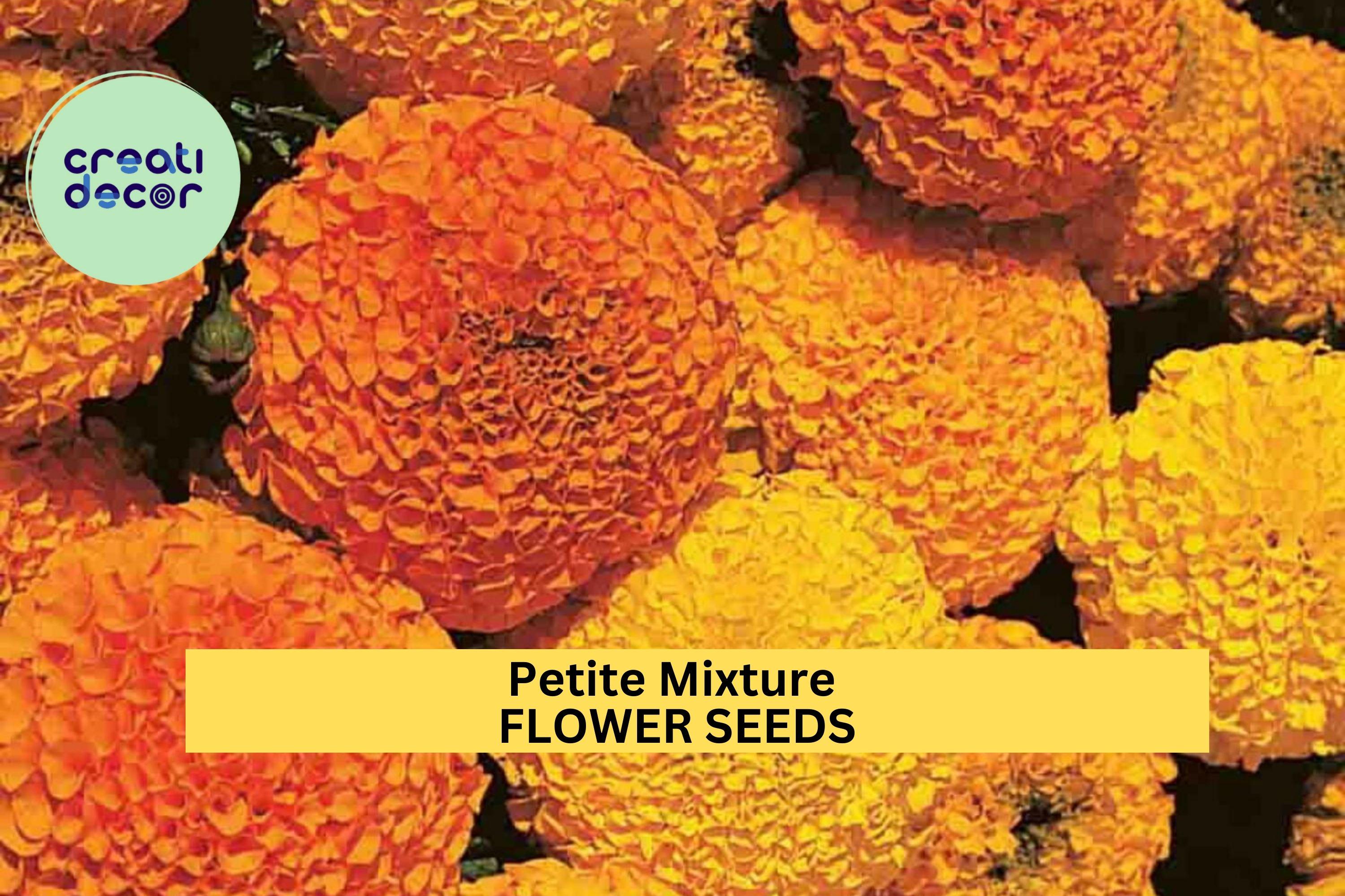 3pcs of 500mg Petite Mixture Marigold Seeds – Compact Mixed Color Blooms for Borders, Pots, Pollinator & Cottage Gardens Seeds for Planting