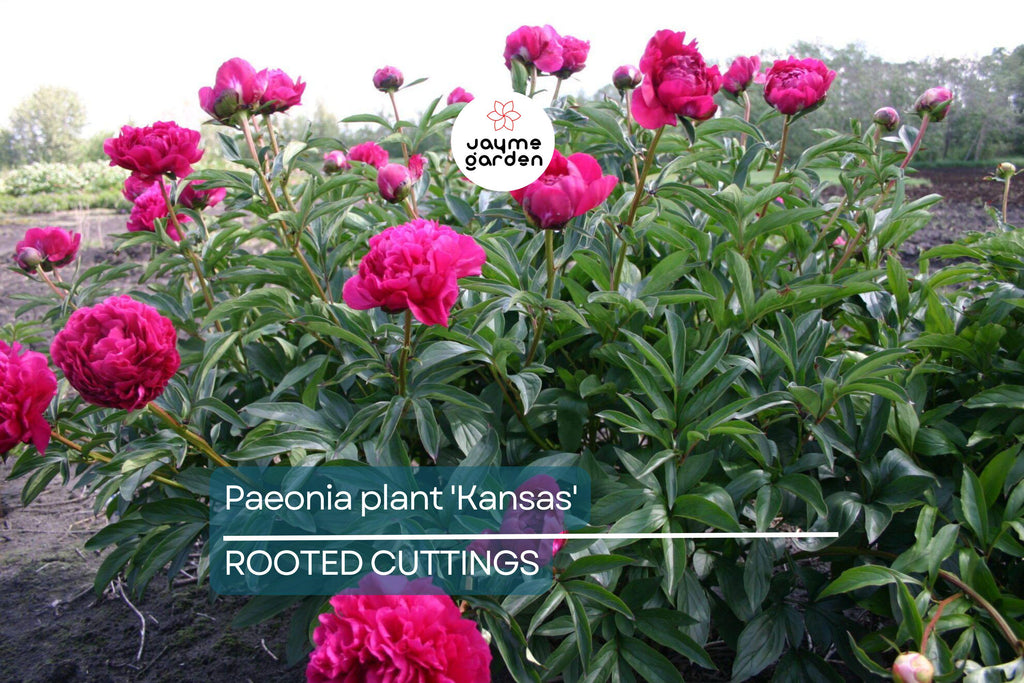 Peony 'Kansas' Bare Roots (3-5 Eyes) - Bright Red Double Blooms, APS Gold Medal Winner, 36" Stems, Easy to Grow