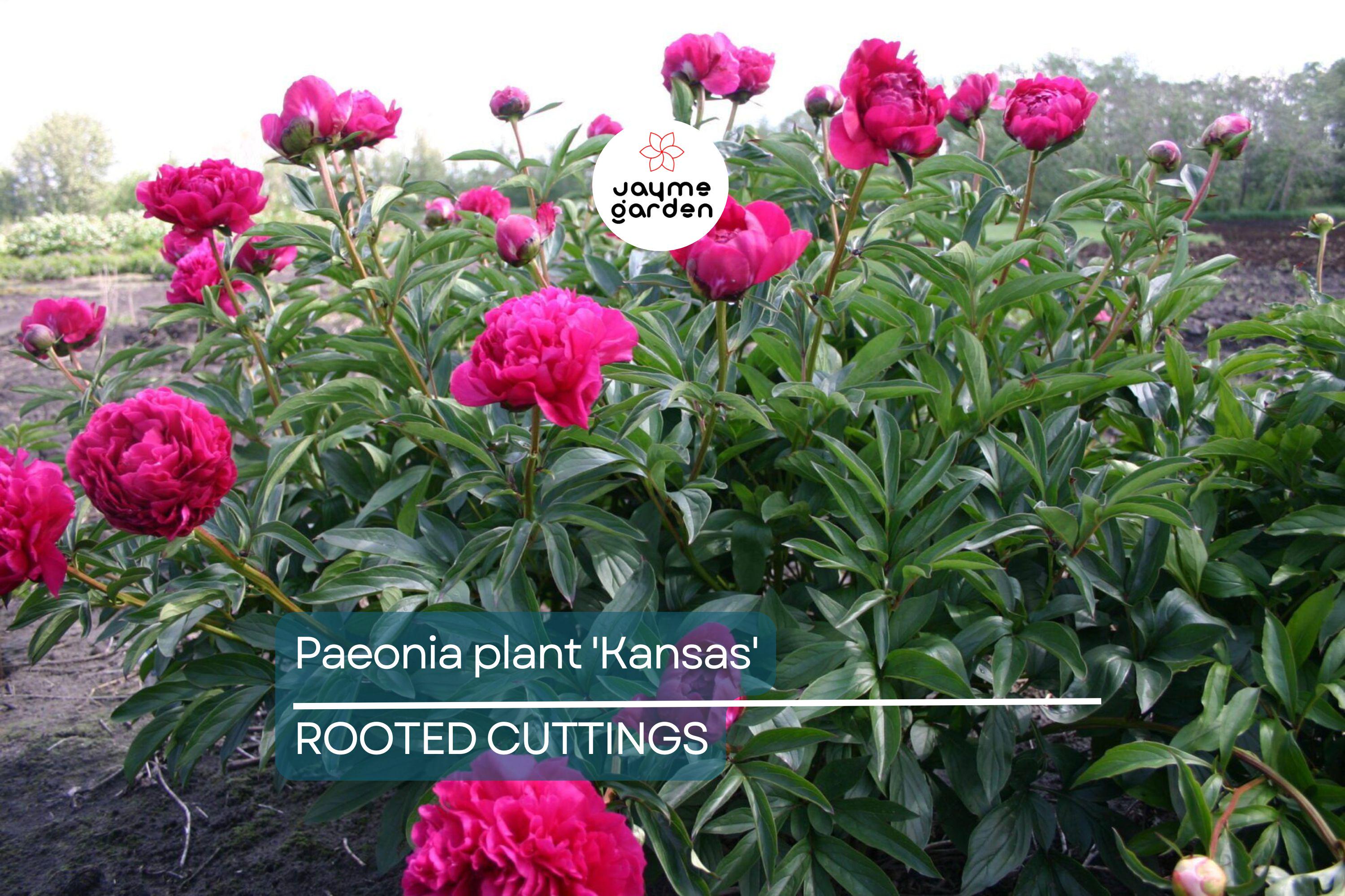 Peony 'Kansas' Bare Roots (3-5 Eyes) - Bright Red Double Blooms, APS Gold Medal Winner, 36" Stems, Easy to Grow